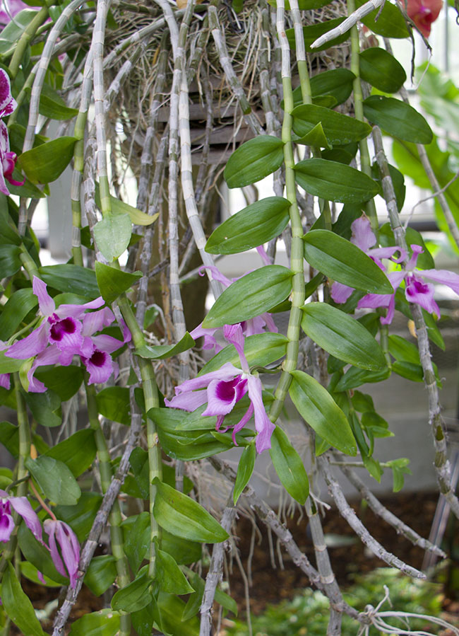 Xử lý giá thể và cây giống ghép lan thân thòng