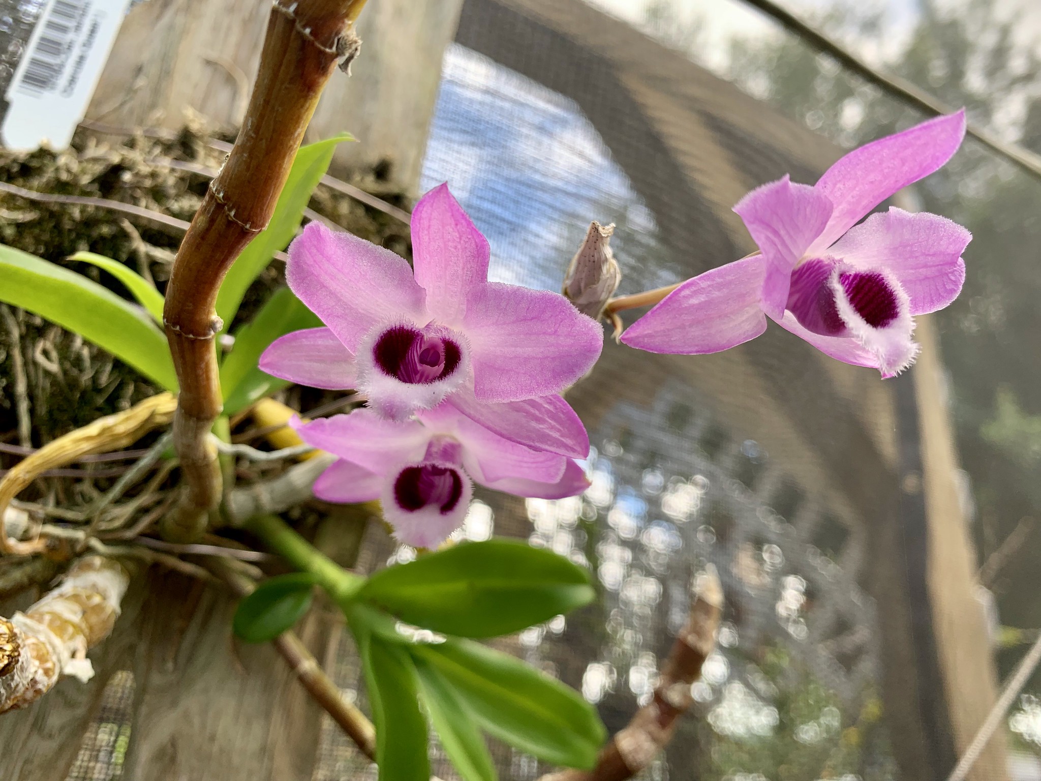 Kỹ thuật nuôi trồng lan trầm cấy mô chậu và gỗ