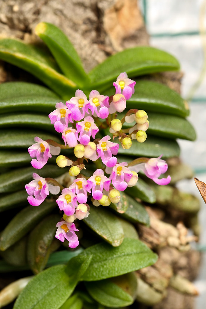 Khám phá lan trứng bướm mini nhỏ nhưng có võ