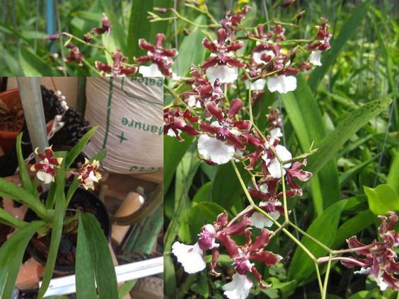 Phân bón dinh dưỡng và tưới nước cho lan Vũ nữ