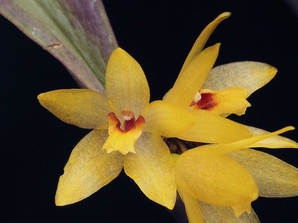 Kỹ thuật chăm sóc và cách trồng lan Octomeria