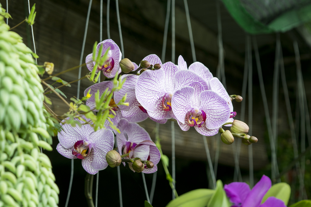 Khám phá chậu lan hồ điệp màu sắc hiếm gặp