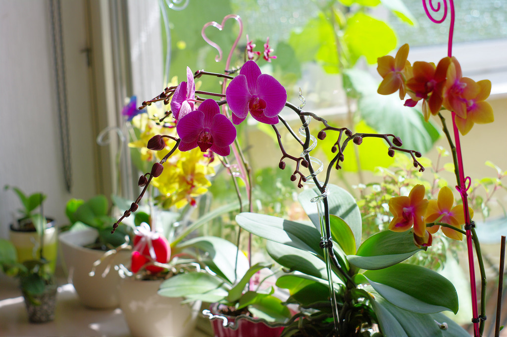 Nét đẹp trong nghệ thuất ghép chậu lan Hồ điệp