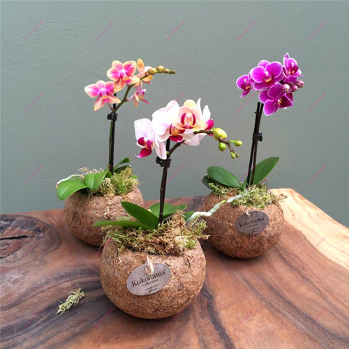 Cách cắm hoa lan Hồ Điệp vào chậu qua 5 bước - Vườn Phong Lan