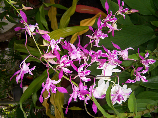 Tầm ảnh hưởng của các nguyên tố vi lượng đến cây lan