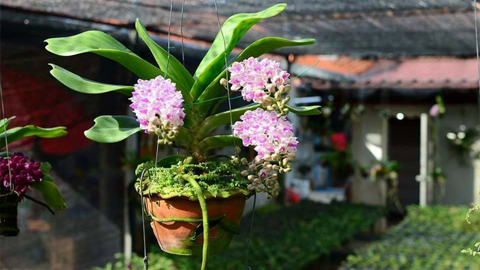 Hướng dẫn nhân giống lan đơn thân đẻ cây con