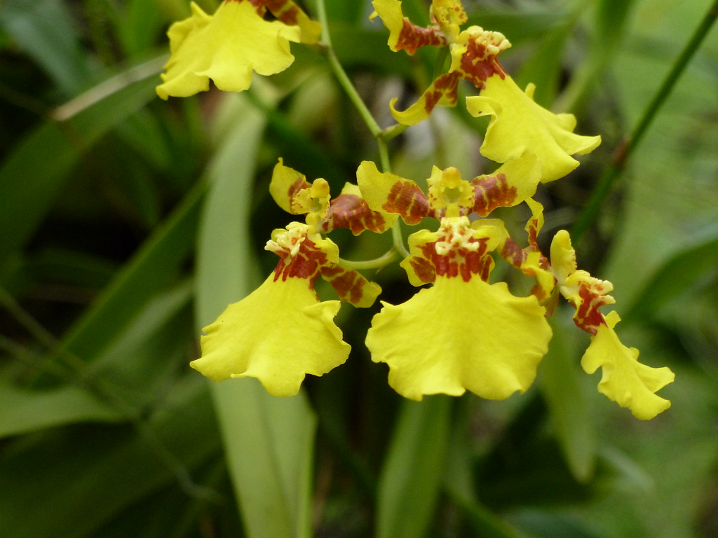 Tìm hiểu đặc điểm lan vũ nữ Oncidium altissimum