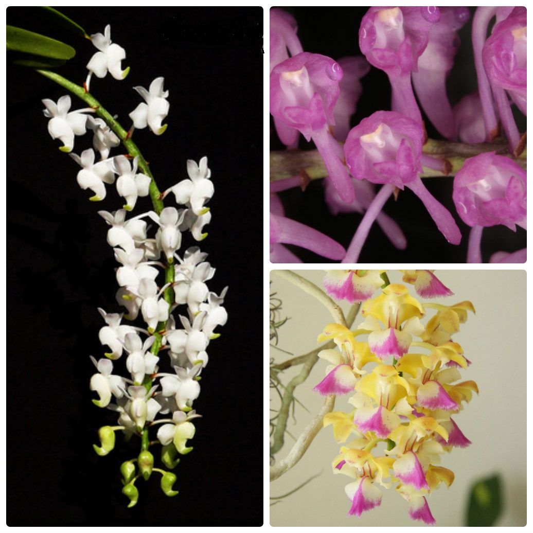 Cách phân biệt 3 loại lan Giáng hương hiện nay