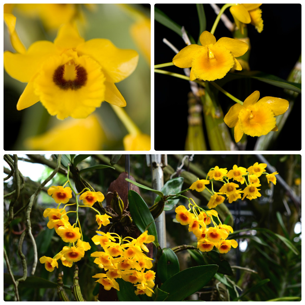 Bí kíp phân biệt lan Hoàng lạp và Sơn thủy tiên