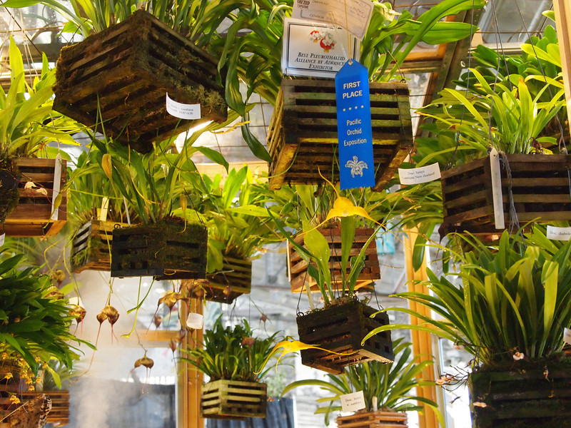 Tuyệt chiêu phòng trừ bệnh cho lan vào mùa mưa