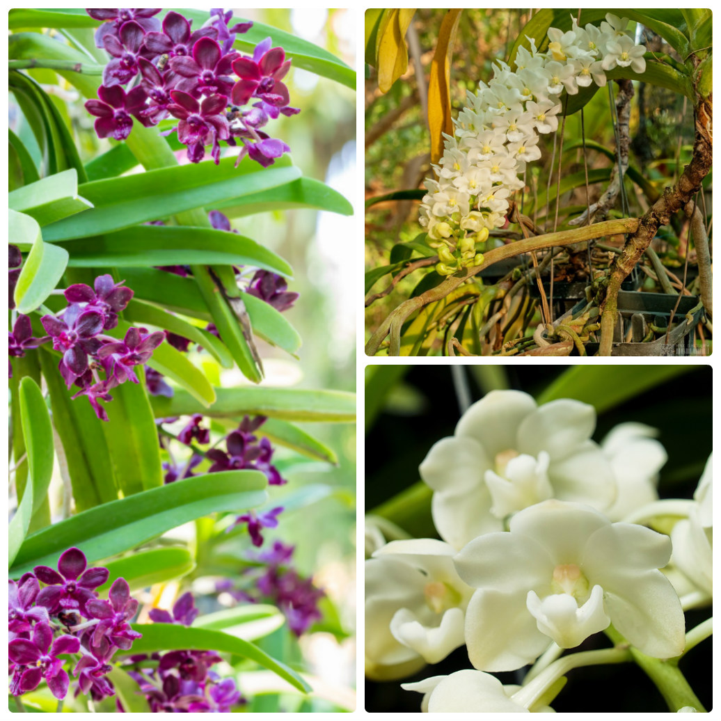 Cách nhận biết các loại lan đai châu đột biến