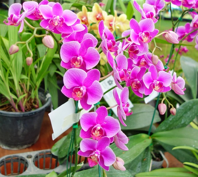 Sai lầm cơ bản khi trồng và chăm sóc lan