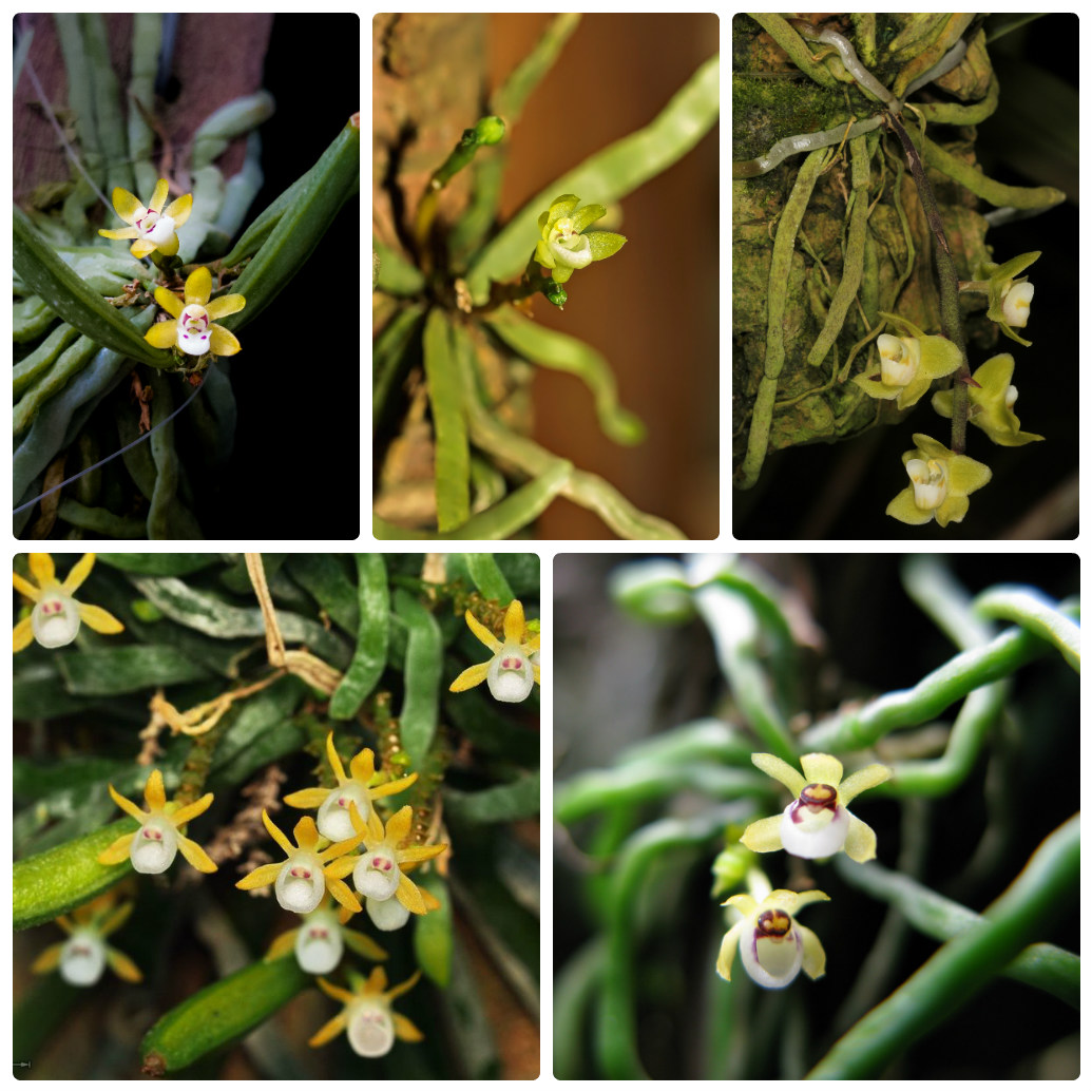 Điểm danh các loại lan căn diệp ở Việt Nam