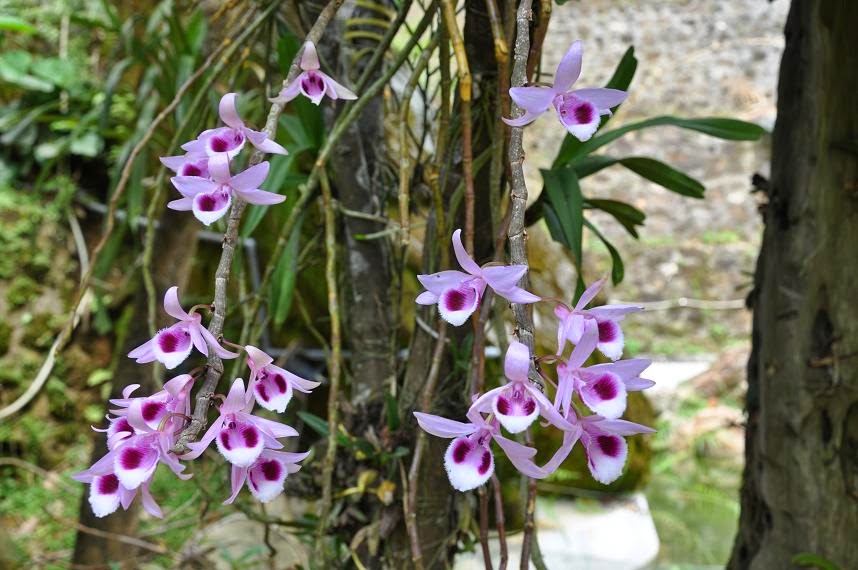 Mùa phong lan thắt ngọn rụng lá 