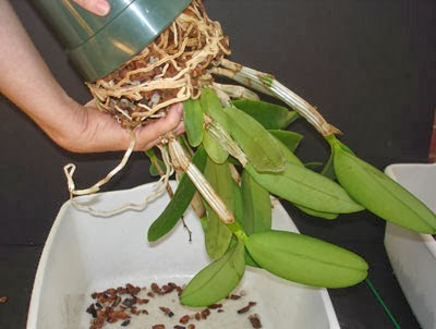 Cách thay chậu cho lan