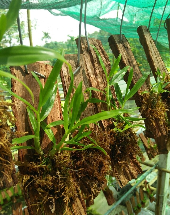 Hướng dẫn trồng Hoàng thảo kèn chai mô 