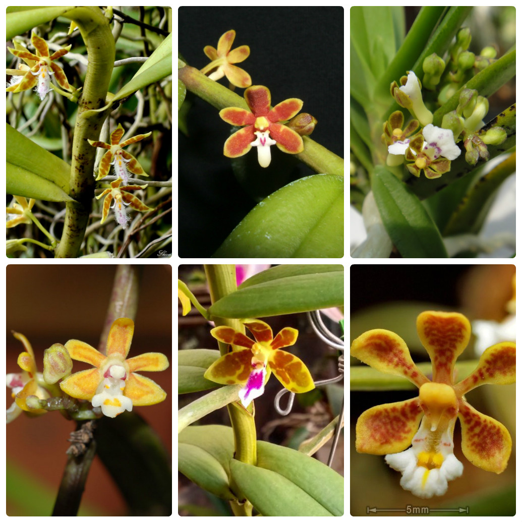 Khám phá 6 loại lan Trichoglottis ở Việt nam