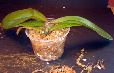 Thay chậu trồng lan hồ điệp bằng dớn trắng