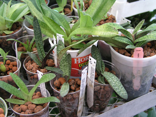 Trồng lan bằng hợp chất Fila