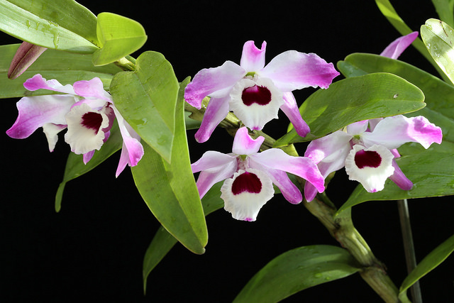 Hướng dẫn trồng lan Hoàng thảo đùi gà trong chậu