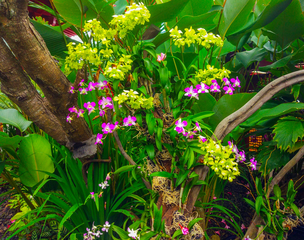 Một số kinh nghiệm trồng lan dưới mái tôn