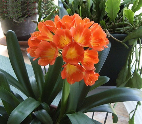 Cách trồng và chăm sóc lan quân tử