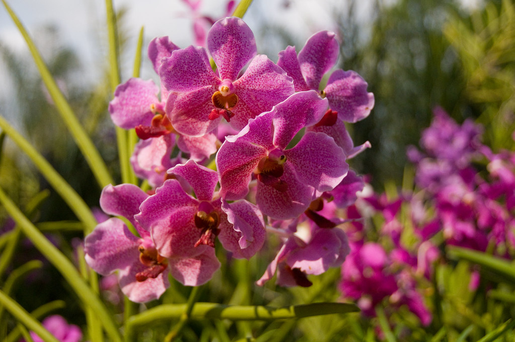 Khám phá các loài lan Vanda lai tạo