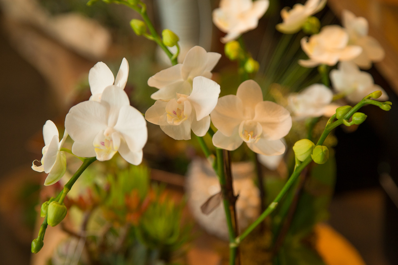 Khám phá ý nghĩa của hoa lan hồ điệp trắng