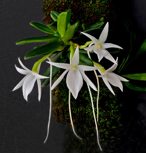 Angraecum-lan-sao-bien (1).jpg