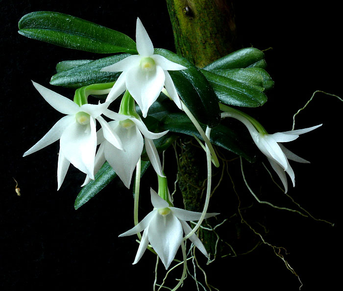 Angraecum-lan-sao-bien (3).JPG