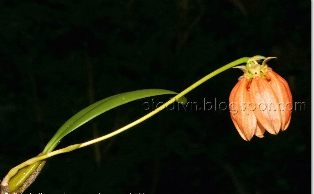 Bulbophyllum salmoneum_IMG_2350.JPG