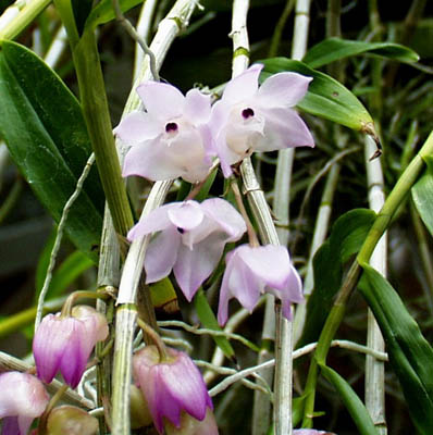 Dendrobium-aduncum-02.jpg
