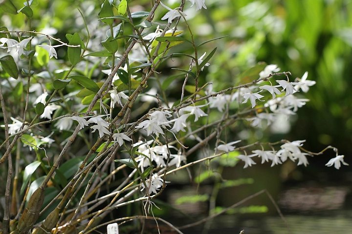 Dendrobium-crumenatum-01.jpg