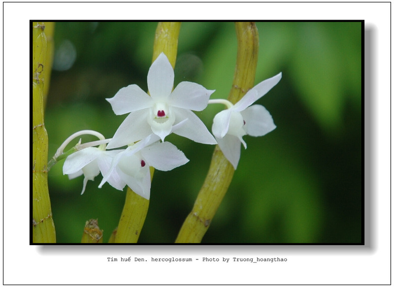 Dendrobium-hercoglossum-02.jpg