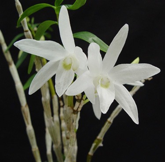 Dendrobium-moniliforme-01.jpg