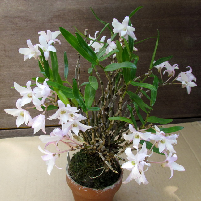 Dendrobium-moniliforme-02.png