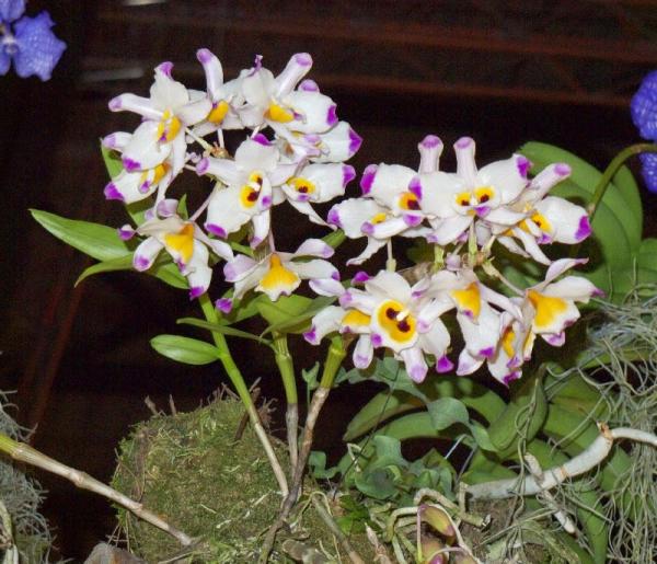 Dendrobium-wardianum-01.jpg