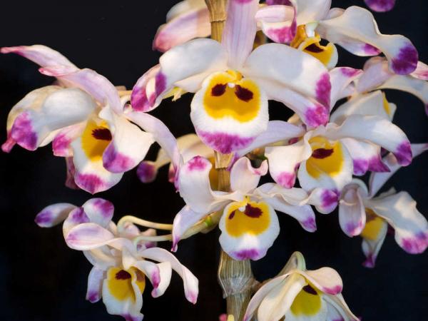 Dendrobium-wardianum-03.jpg