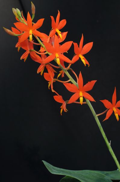 Hoa lan Prosthechea vitellina (2).jpg