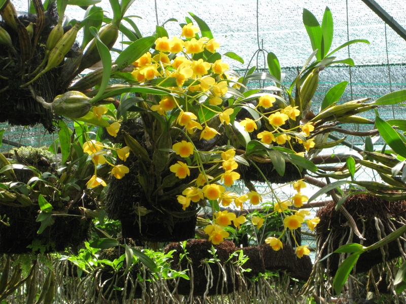 Hoang-lap-Dendrobium-chrysotoxum-01.jpg