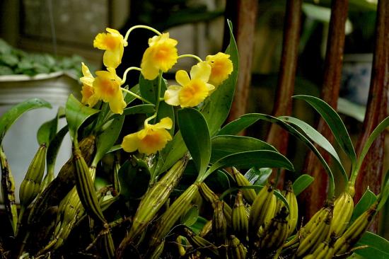 Hoang-lap-Dendrobium-chrysotoxum-02.jpg