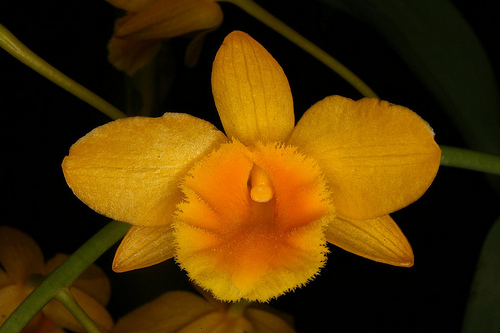 Hoang-lap-Dendrobium-chrysotoxum-03.jpg