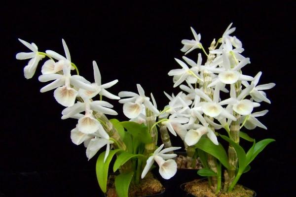 Hoang-thao-voi-Dendrobium-cretaceum-01.jpg