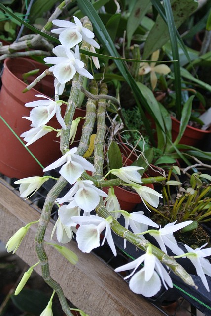 Hoang-thao-voi-Dendrobium-cretaceum-02.jpg