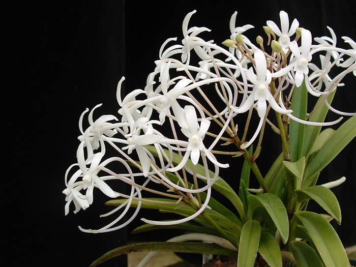 Neofinetia falcata - Lan Neo.jpg