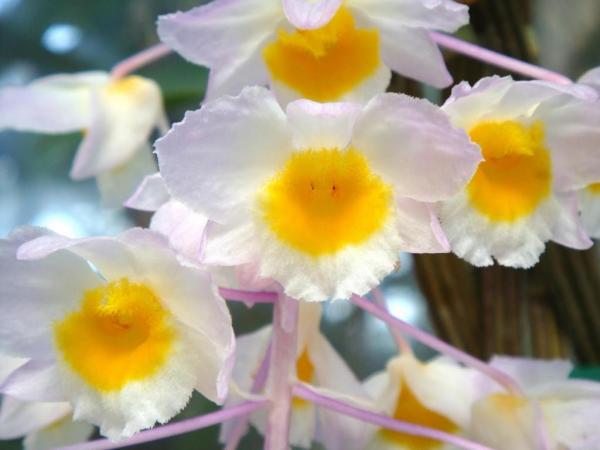 Thuy-tien-tim-Dendrobium-amabile-02.jpg