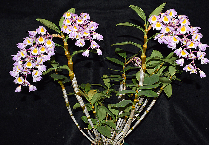 Thuy-tien-tim-Dendrobium-amabile-03.jpg