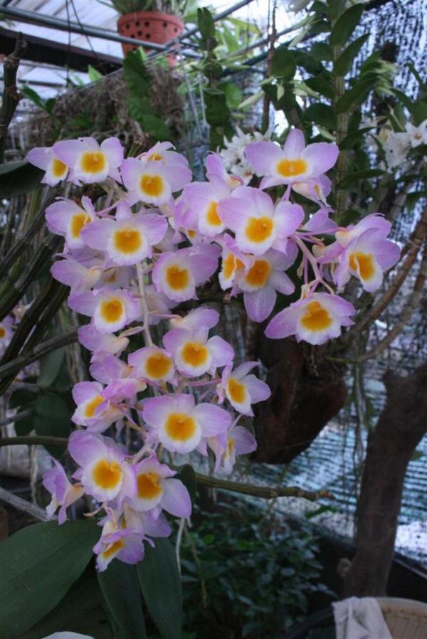 Thuy-tien-tim-Dendrobium-amabile.jpg