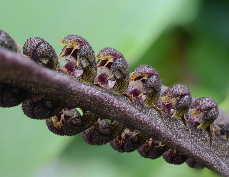 bulbophyllum_purpureorachis_1_0_0.jpg