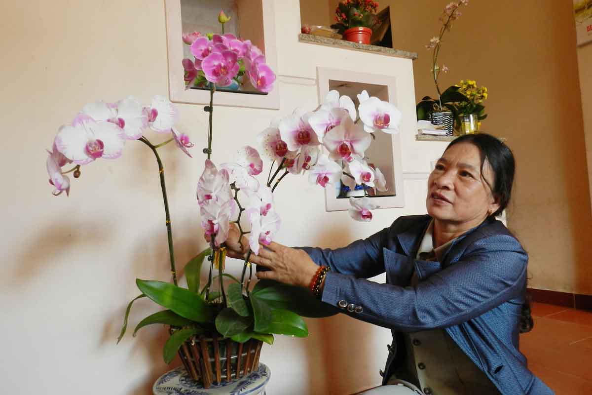 Lưu ý khi cắm hoa lan ngày tết